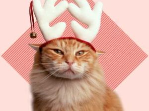 cat-christmas-costume